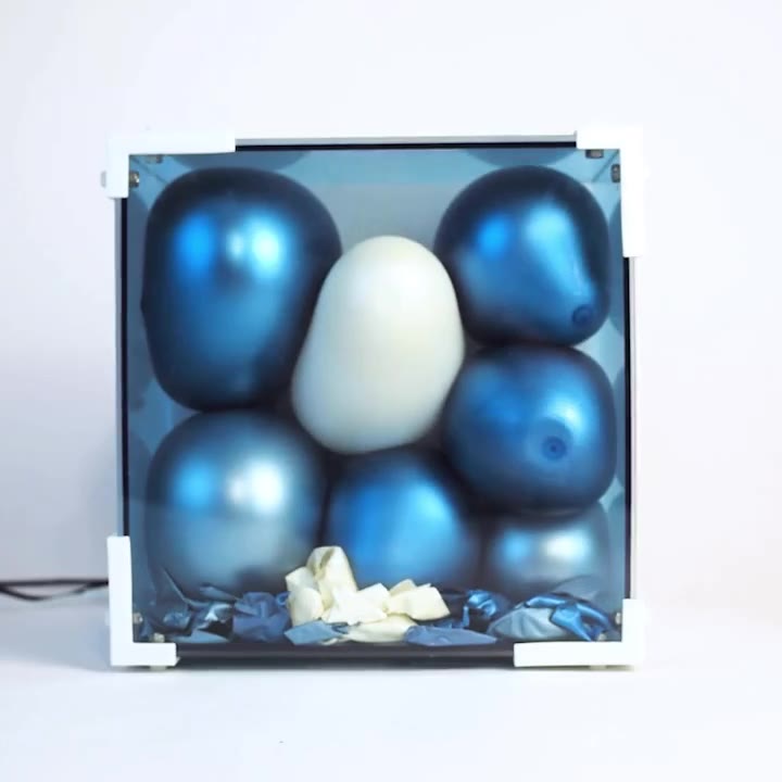 Blue and white balloons fill a transparent box above the remains of burst balloons